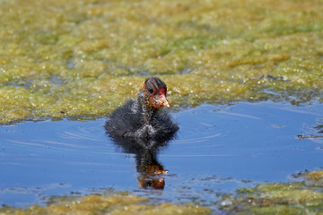 Eurasian coot (Fulica atra)