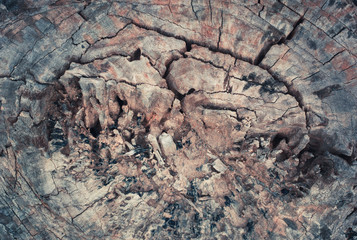 tree stump in the forest 2