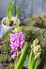 Pink hyacinth flowers and moss wreaths