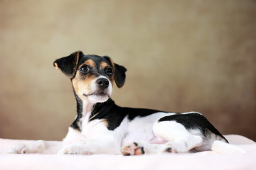 Naklejka na ściany i meble liegender Jack Russell Terrier Welpe