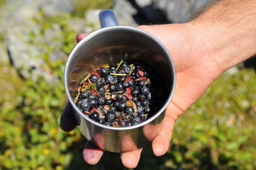 wild blueberry in Altay mountains Siberia, Russia