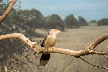 Guira Cuckoo (Guira guira)