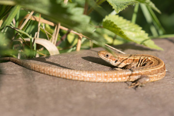 Common lizard in Rainham Marshes in England
