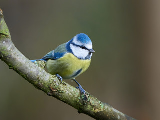 Eurasian blue tit (Cyanistes caeruleus)