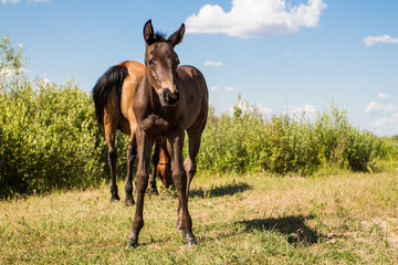 pasturing chestnut horse with little foal