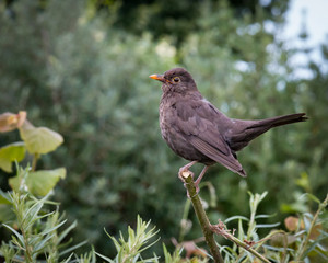 Female blackbird perched on a branch
