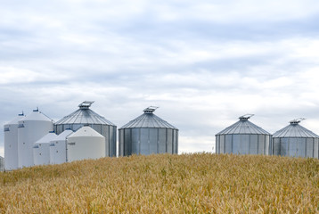 Fototapeta na wymiar Field of ripening wheat with steel bins in the background ready to be filled with the farm harvest