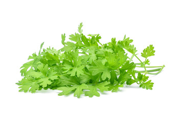 Coriander isolated on white