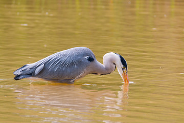 Grey heron fishing
