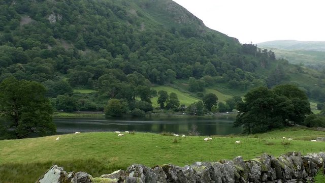 English Lake District landscape. Sheep resting on Rydal Water lake side, cars driving on the road at the foot of mountain