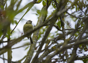 Eurasian blue tit (Cyanistes caeruleus)