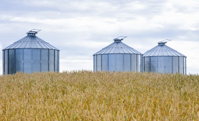 Fototapeta na wymiar Ripening field of wheat with three metal bins in background