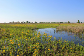Wet meadow with marsh marigolds