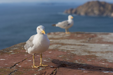 Gaviotas en Islas Cíes (Pontevedra, España).