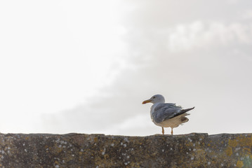 Gaviota al atardecer en Islas Cíes (Pontevedra, España).