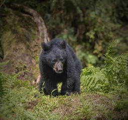 Black Bear Cub © Betty Sederquist