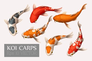 Obraz premium Set of koi carps