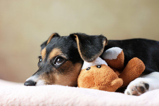 liegender Jack Russell Terrier Welpe