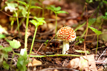 Amanita in the autumn forest. Nature, ecology concept