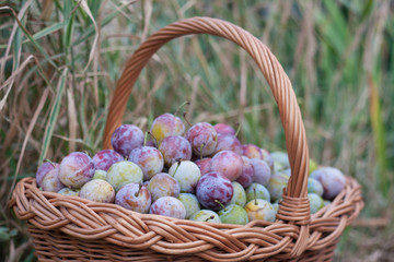 Fototapeta na wymiar plum in a wicker basket in the garden