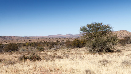Obraz premium The Tree - Mountain Zebra National Park