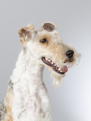 Wire Fox Terrier portrait. Image taken in a studio.