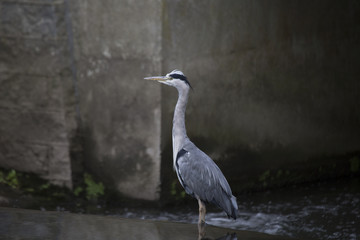 Grey Heron (Ardea cinerea)