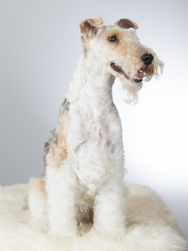 Wire Fox Terrier portrait. Image taken in a studio.