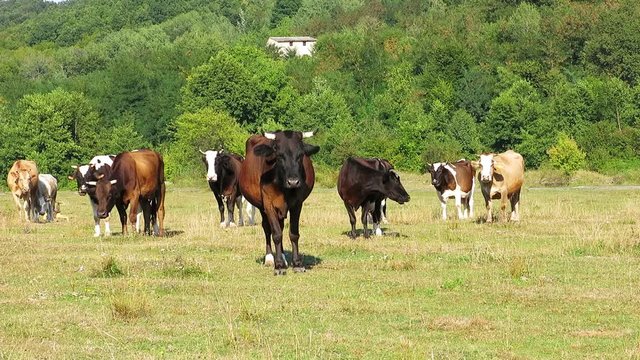 Cows in the meadow. Grazing cows. Several cows on pasture in late summer. Peacefully grazing cows. Brown horned cow in mountainous terrain. A herd of cows on the background of trees.