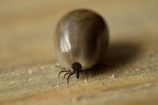 tick