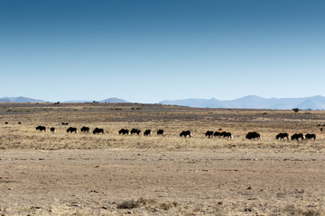 African Buffalo on the move in The  Mountain Zebra National Park