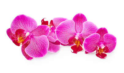 Purple orchid flowers