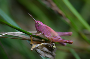 pink grasshopper