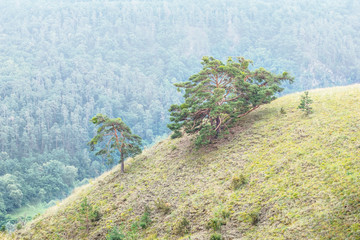 pine trees on a sloping hillside