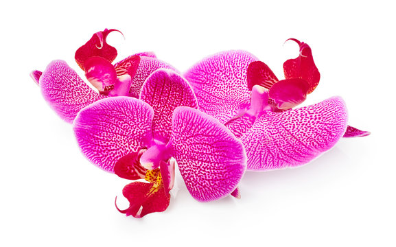 Fototapeta Purple orchid flowers