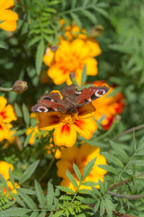 red butterfly sitting on marigold