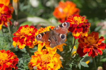 butterfly on marigold