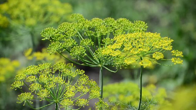Umbrellas of fennel with seeds closeup