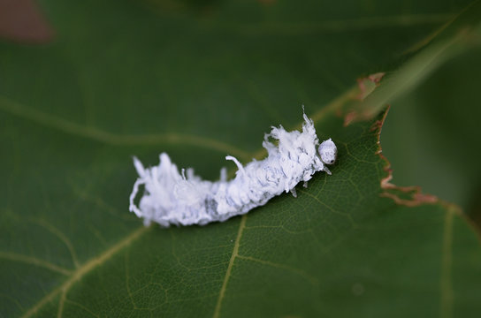 white caterpillar
