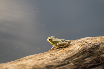 Задумчивый маленький лягушонок