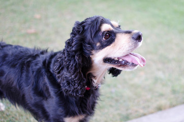 Fototapeta premium COCKER SPANIEL NEGRO JUGANDO Y AGOTADO 
