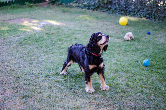 COCKER SPANIEL NEGRO JUGANDO Y AGOTADO 