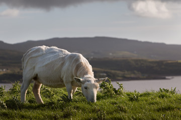 Schaf in der Abendsonne, Isle of Skye, Schottland