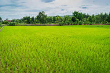 Fototapeta premium rice field in Thailand country, the fresh air for relaxing