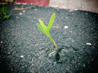 A young plant growing through concrete pavement.