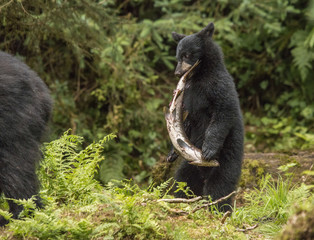 Bear, black bear, black bear cub, fish, salmon, cute, Anan Creek, Alaska,