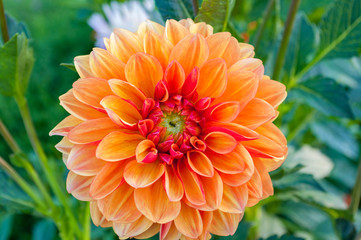 Chrysanthemum flower closeup