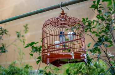 Birds in cages hanging at the Bird Garden and  market in Yuen Po