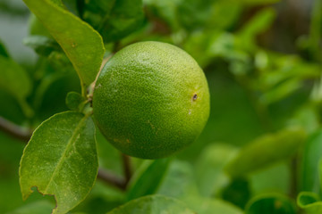 Thai lemon with blur background