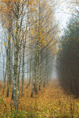 Fototapeta premium A forest on a foggy day. Autumn landscape.